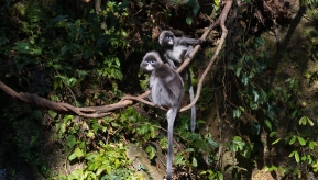 ����Ҷ��