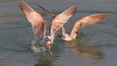 ����һ��----֯Ů��Ÿ