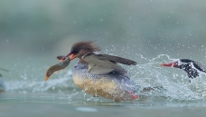 ���¶�ʮ��--ף��С����֣�