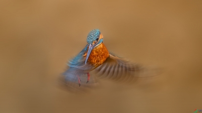 ������ͣ