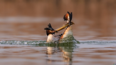 ��ͷ�G�f��ʳ