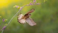 ��Ұ����