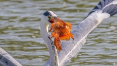 ���سԽ��㣡