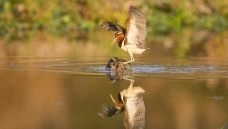 ��������