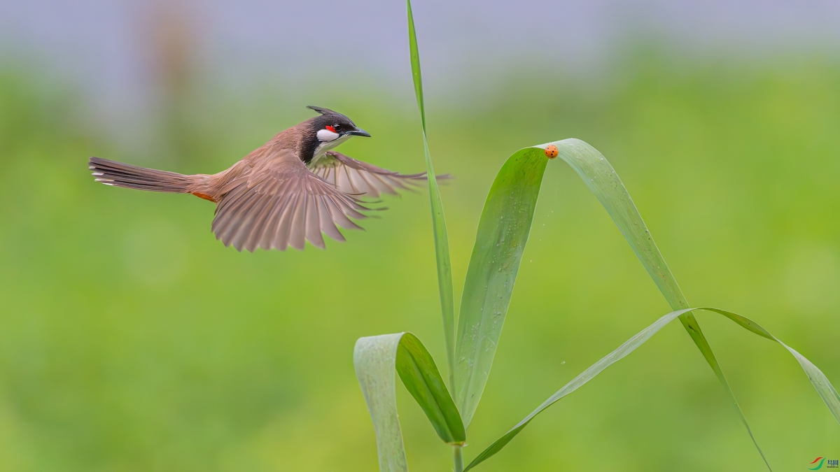 ����Ҳ���ʣ�