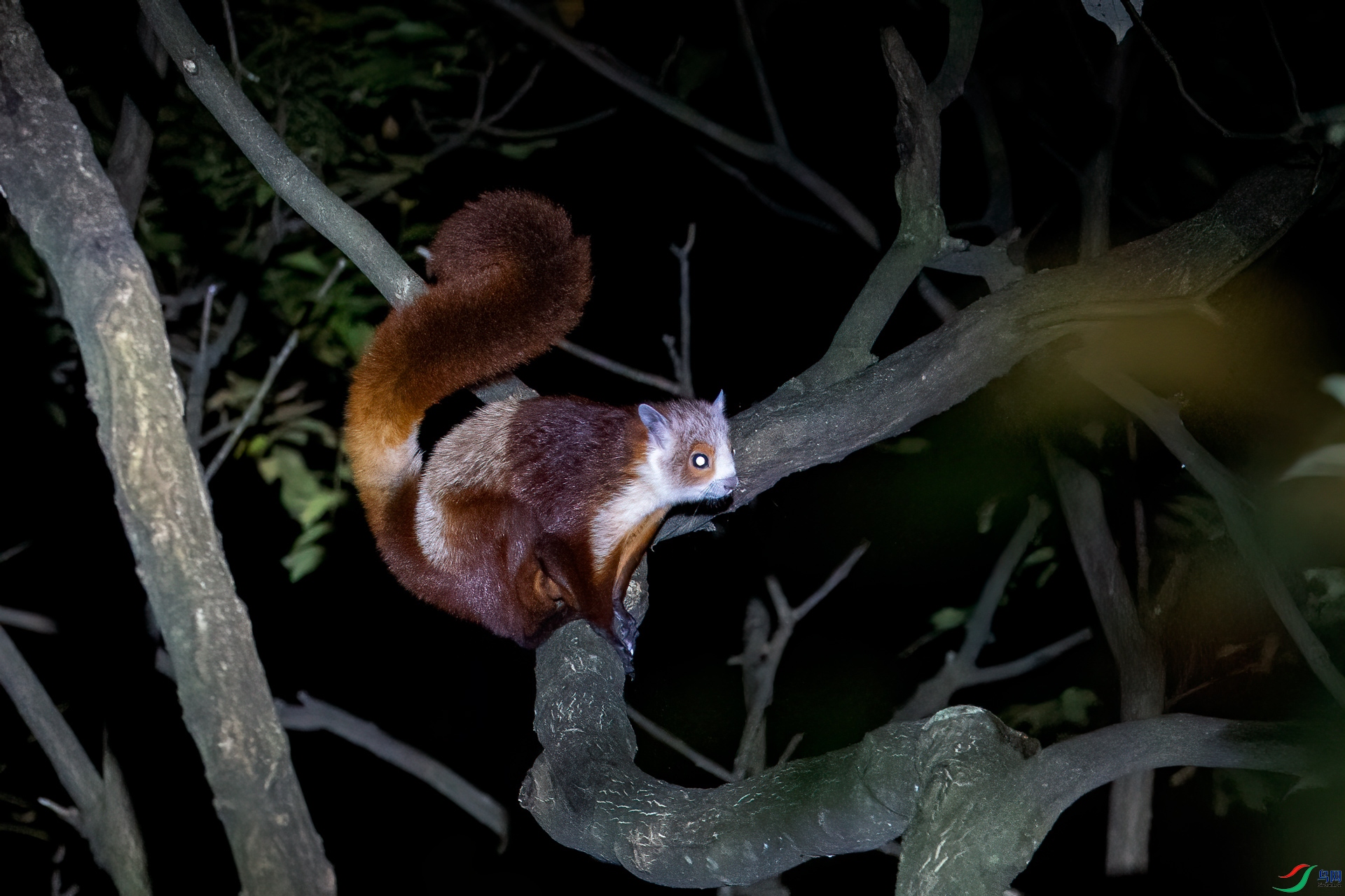 红白鼯鼠[乔连视界]秦岭羚牛[乔连视界]棕熊[三弦琴]北海狮[三弦琴]