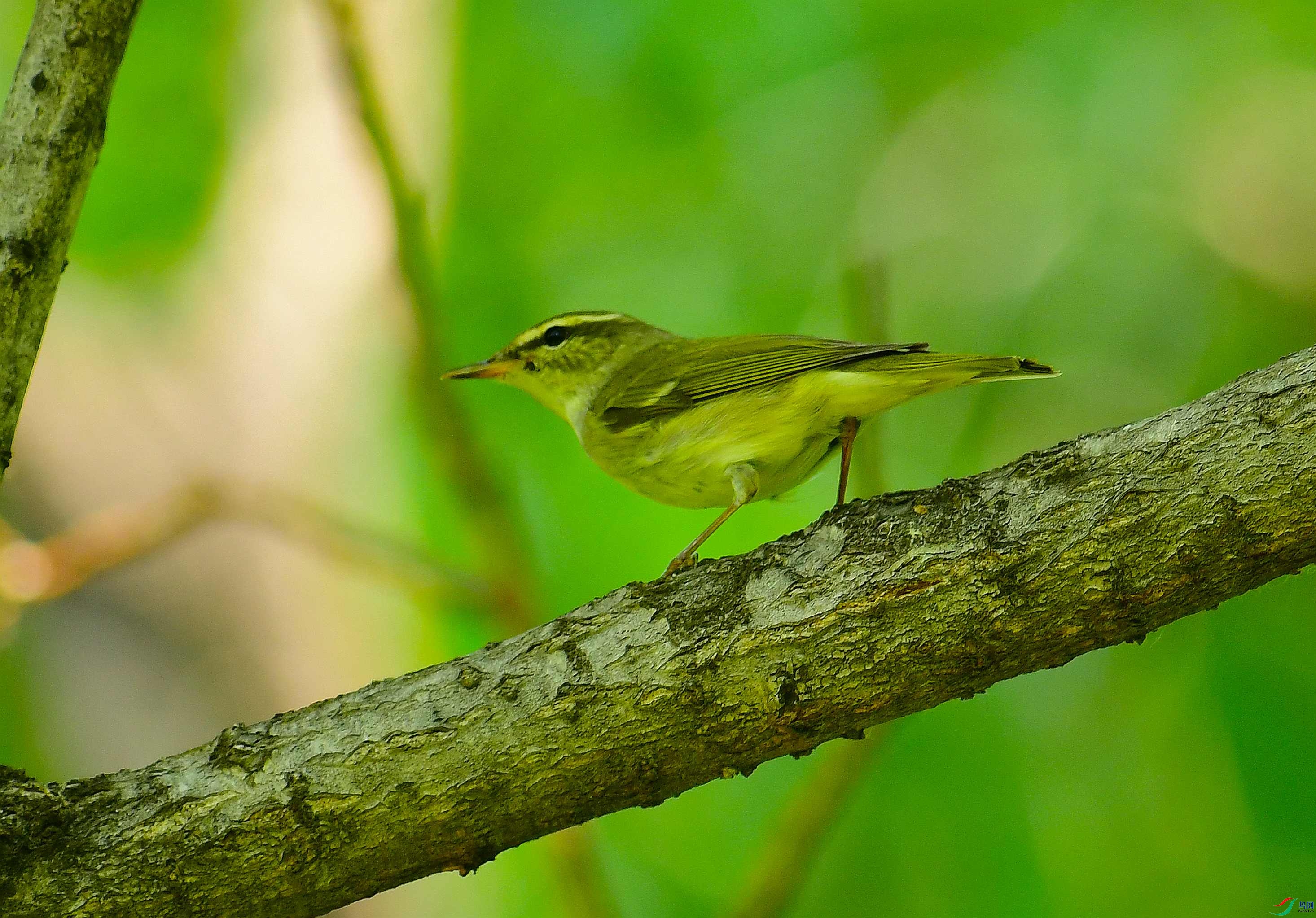 暗绿柳莺[老邓]北灰鹟[老邓]白头鹎[笑对人生]沼泽山雀[笑对人生]松鸦