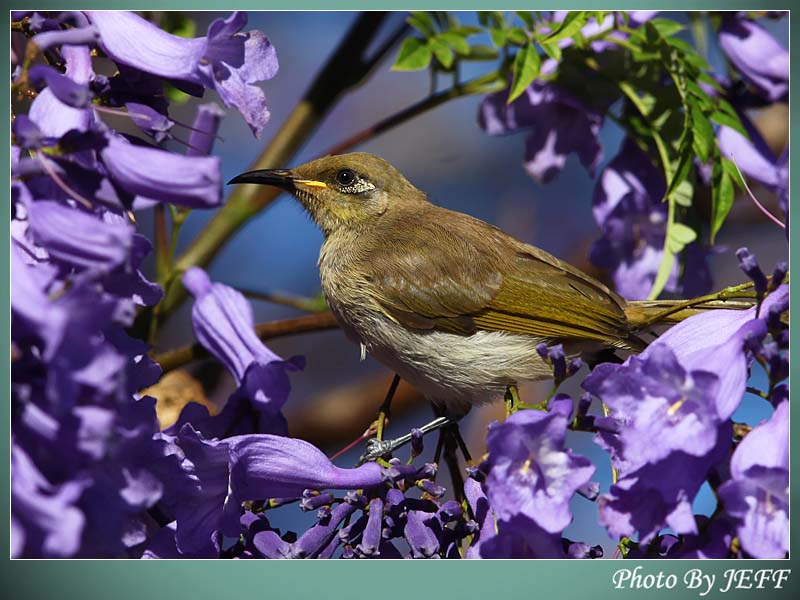 褐岩吸蜜鸟 brown honeyeater[lichmera indistincta]