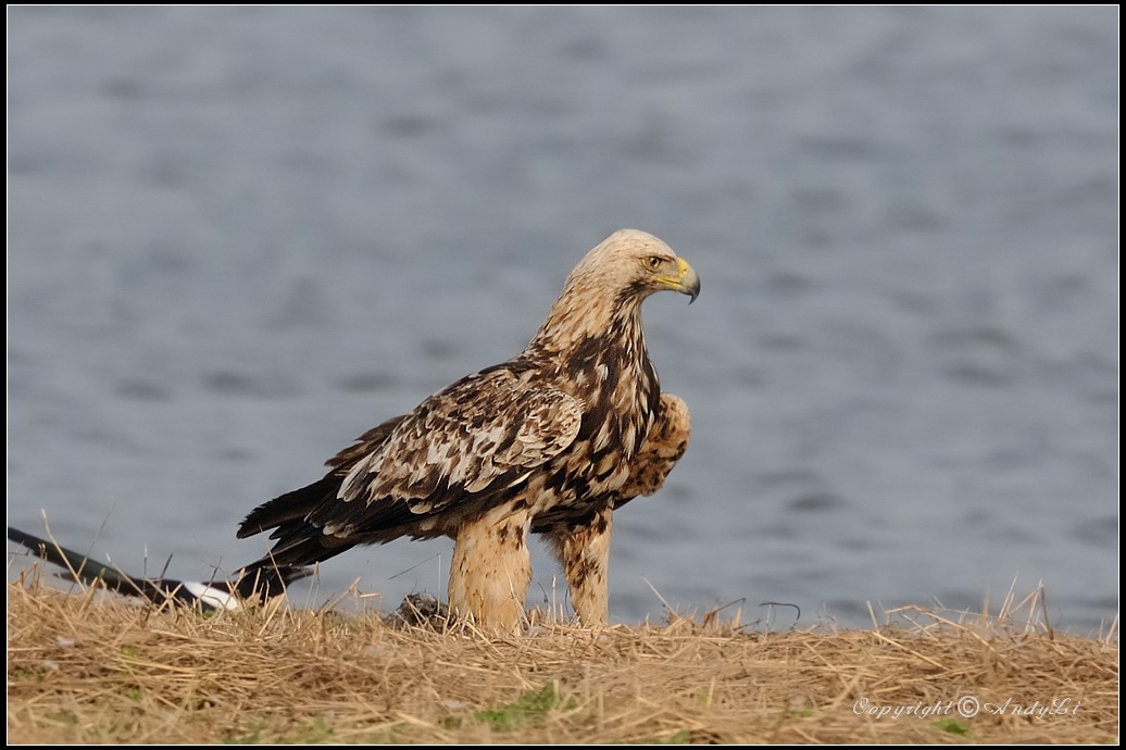 imperial eagle - 白肩雕 (juvenile)