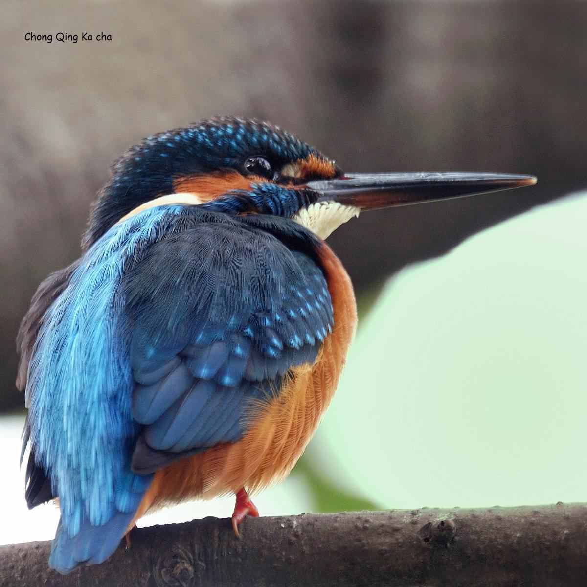 棕噪鹛重庆鸟况