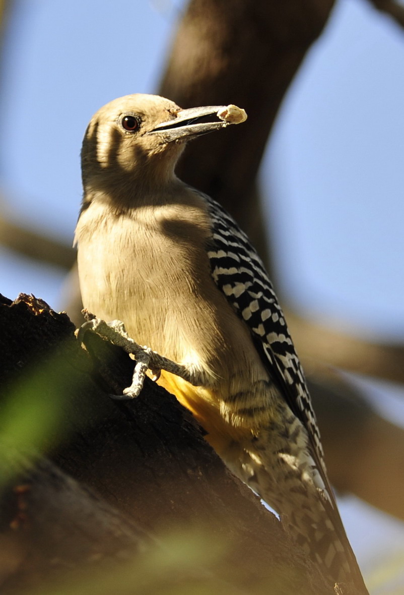 红冠啄木鸟可爱的啄木鸟