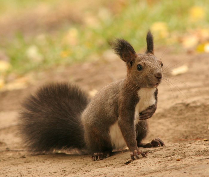 再次祝贺---北松鼠
