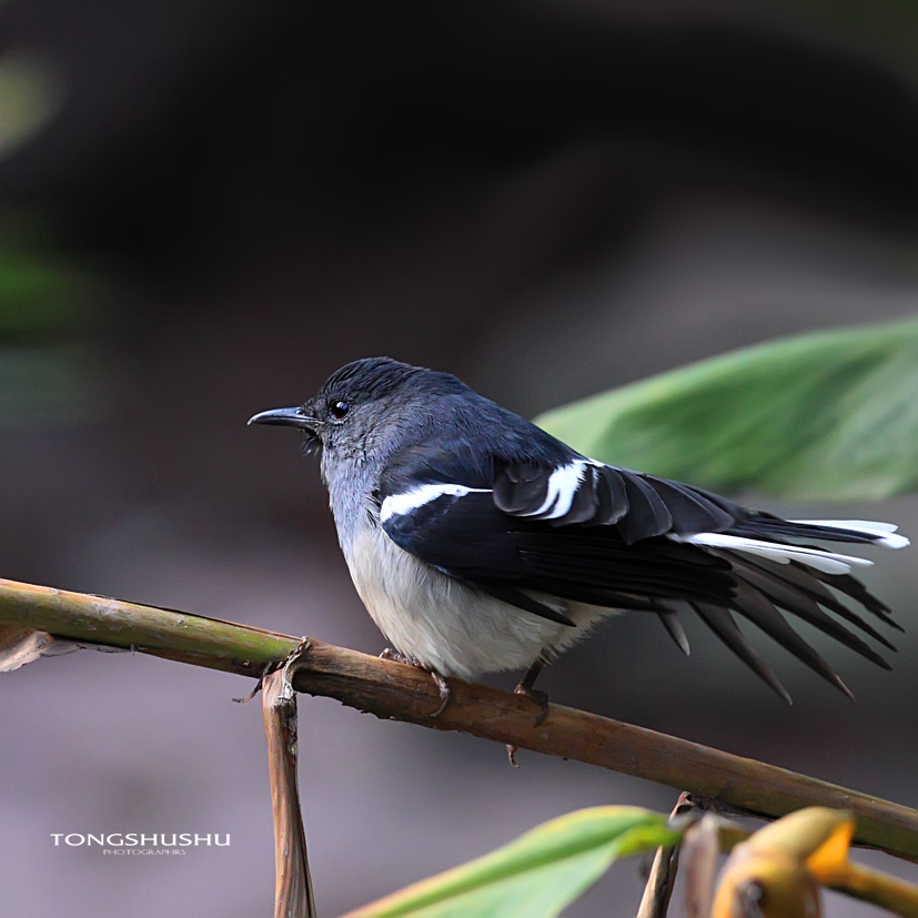 林鸟版 forest birds 鸟网