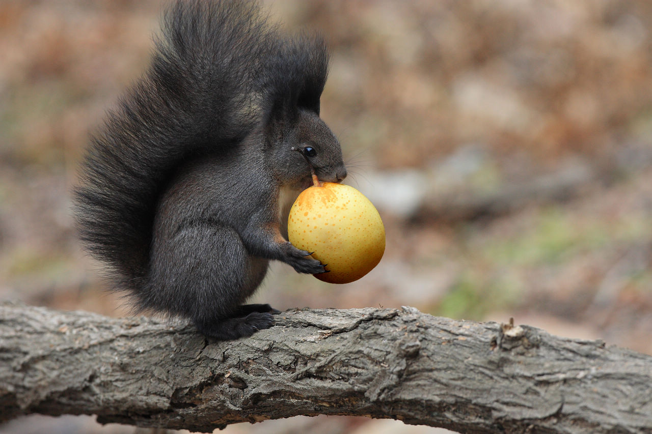 灰松鼠吃梨