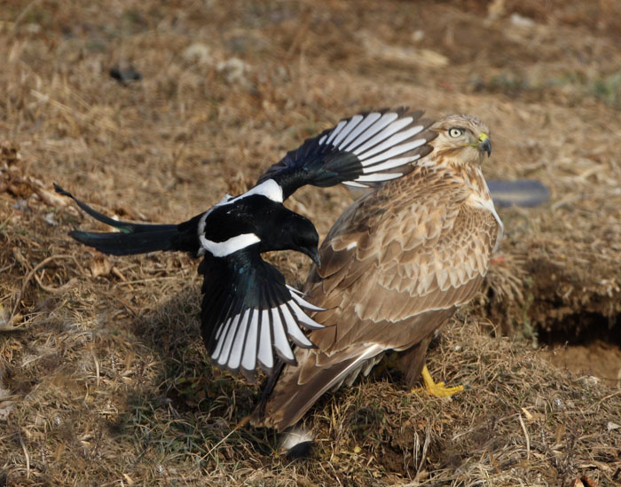 喜鹊戏鹰