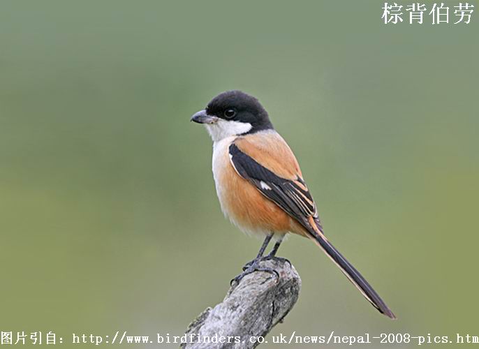 几种伯劳的识别3页5页更新