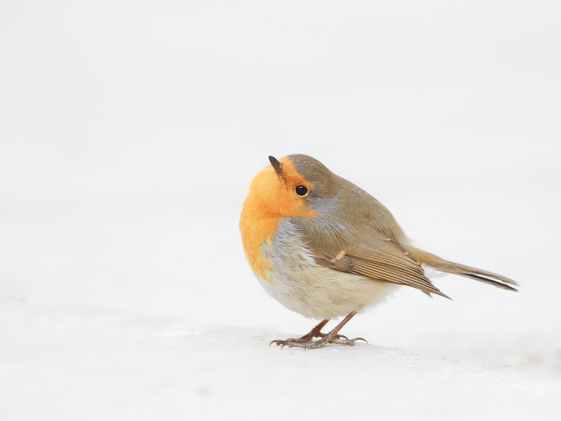 欧亚鸲(知更鸟)