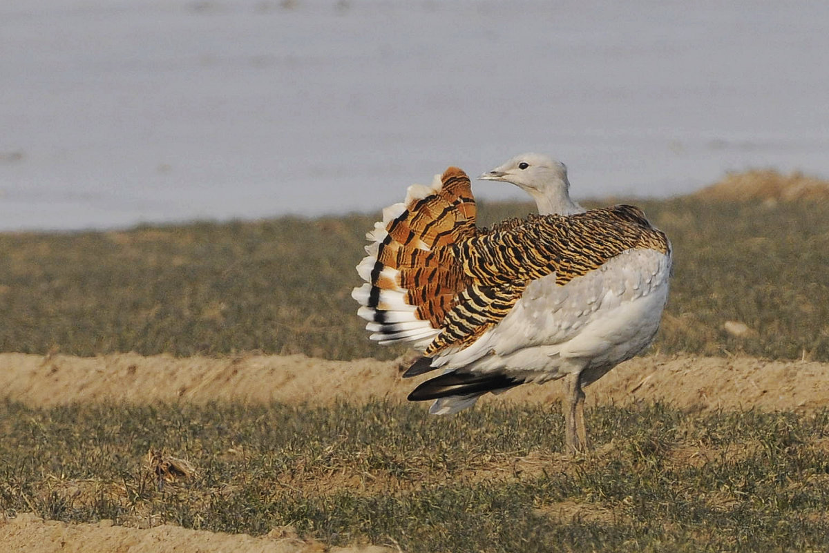 (大鸨)继续上大鸨