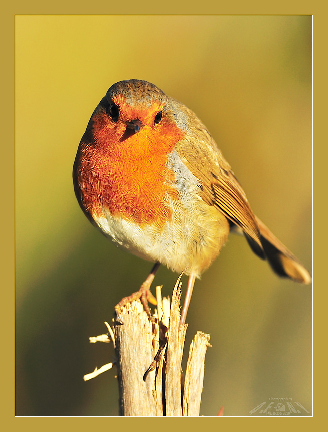 知更鸟 (robin) - 第4页 - 林鸟版 鸟网