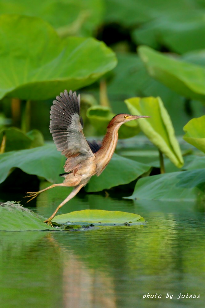 (黄斑苇鳽)黄小鹭抓鱼6连拍