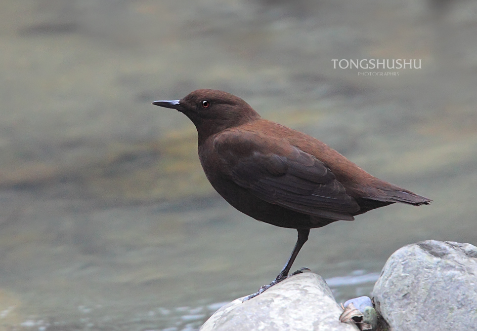 独脚站立的褐河乌