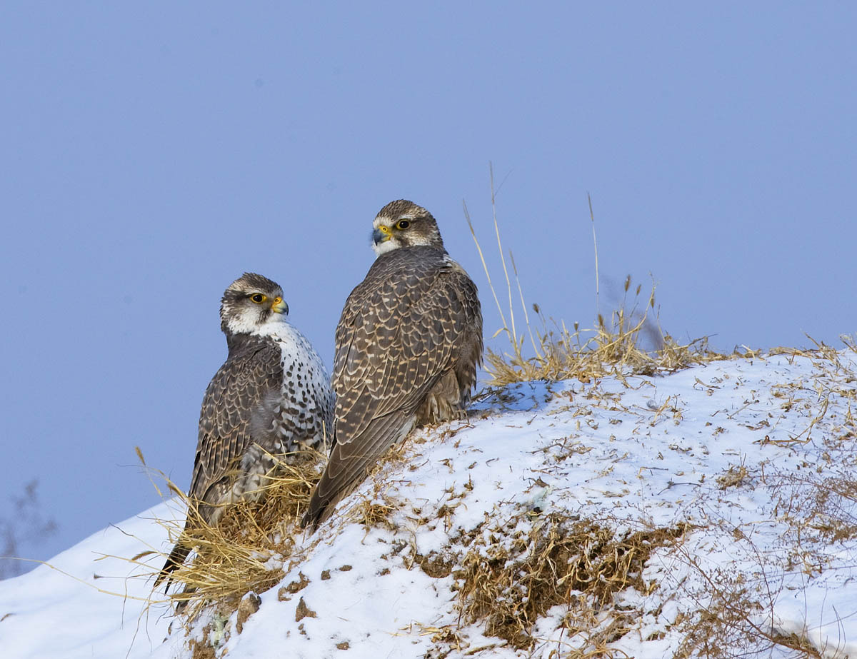 猎隼成对的猎隼