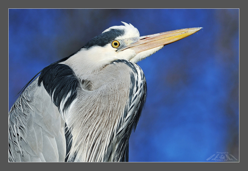 苍鹭特写(grey heron)