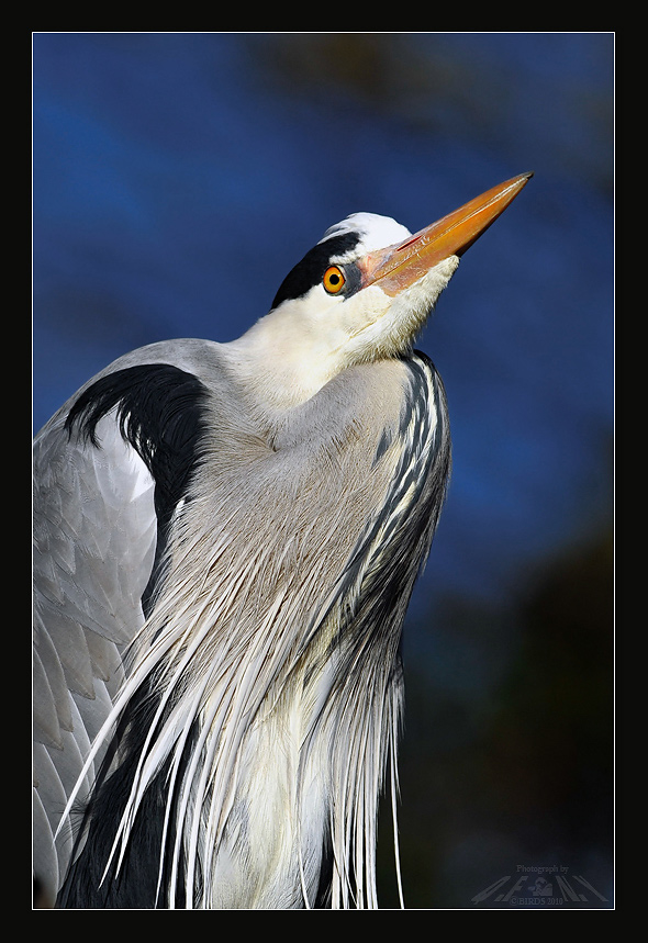 苍鹭特写(grey heron)