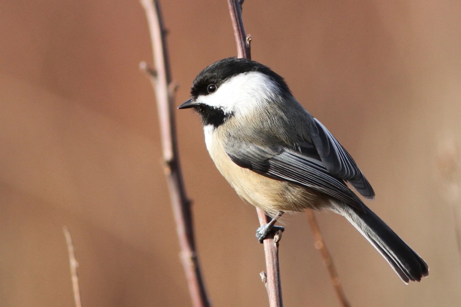 黑头山雀黑头山雀