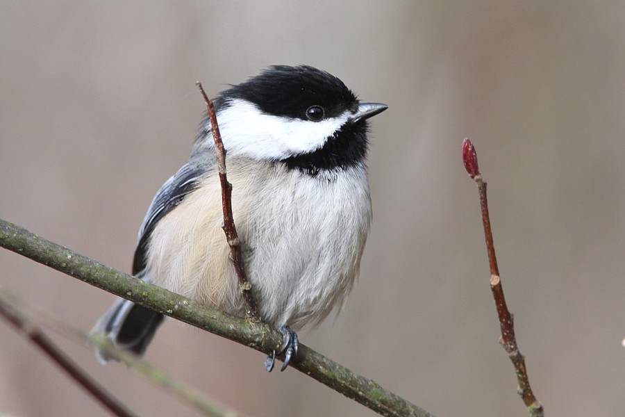 黑头山雀黑头山雀