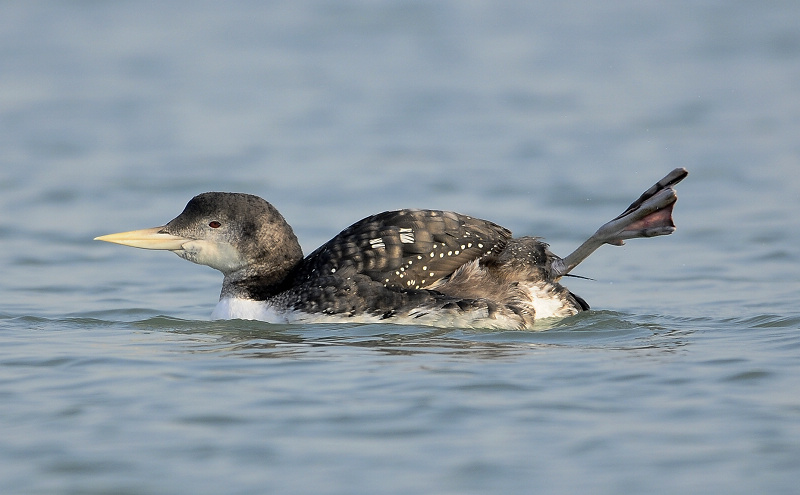 白嘴潜鸟的表演