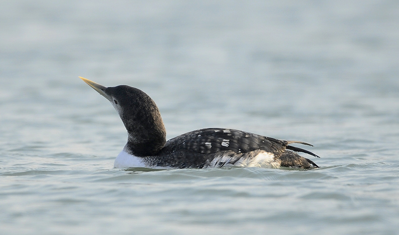 白嘴潜鸟的表演