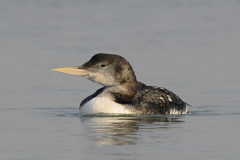白嘴潜鸟的表演