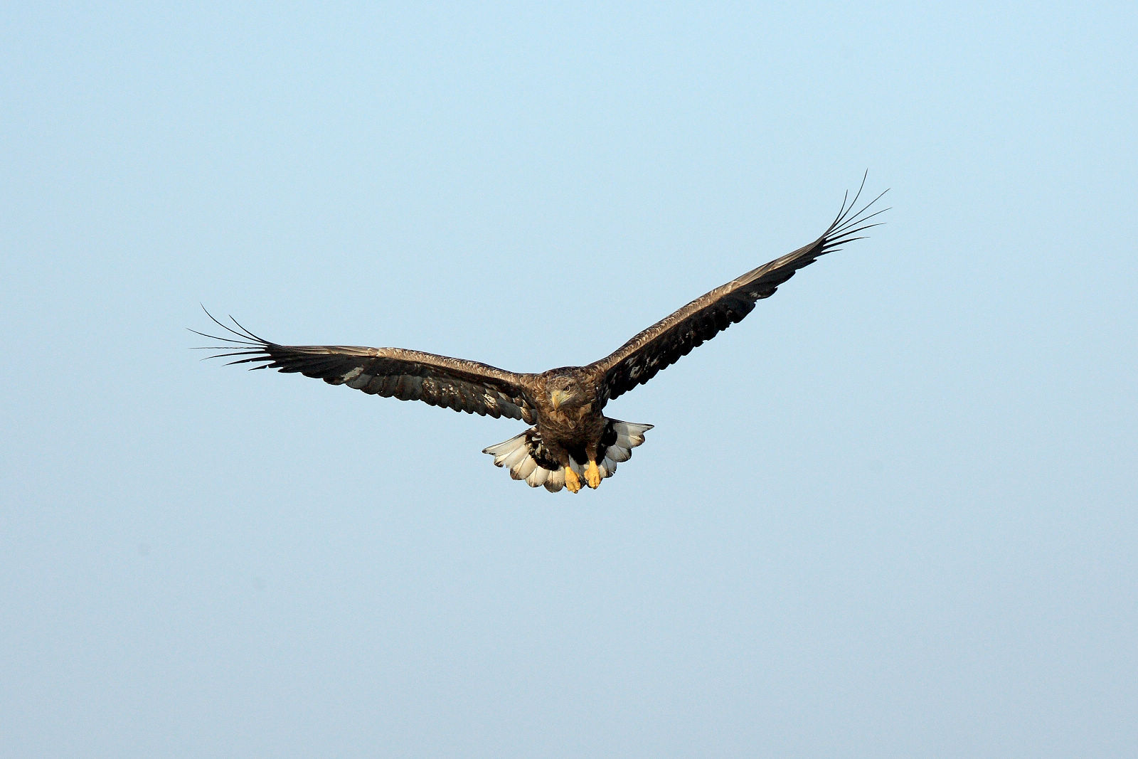 (白尾海雕)一组飞雕