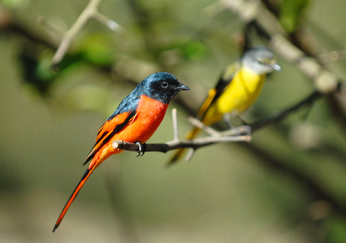 长尾山椒鸟漂亮的山椒鸟