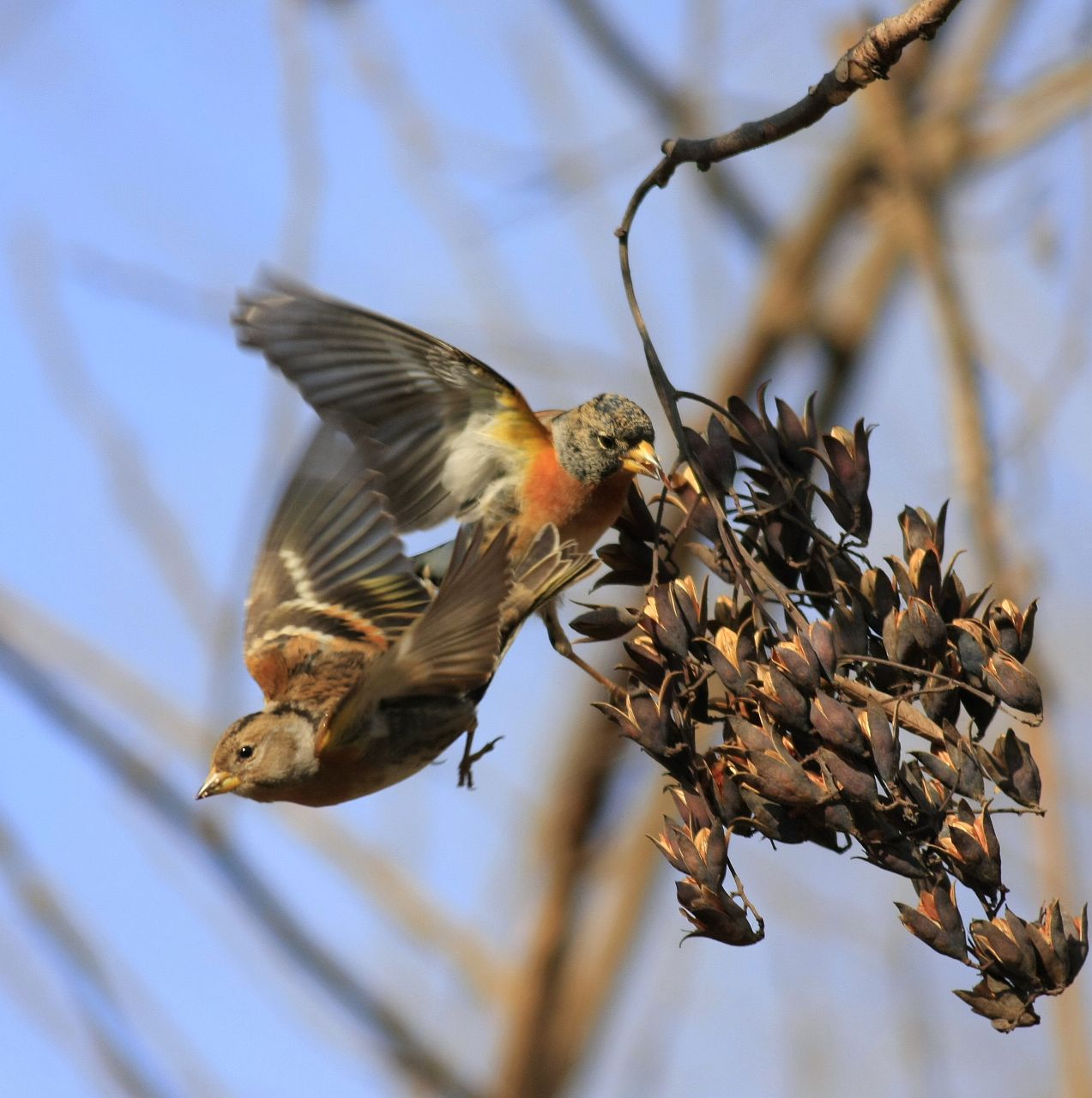 近期在秦岭拍的一些鸟!
