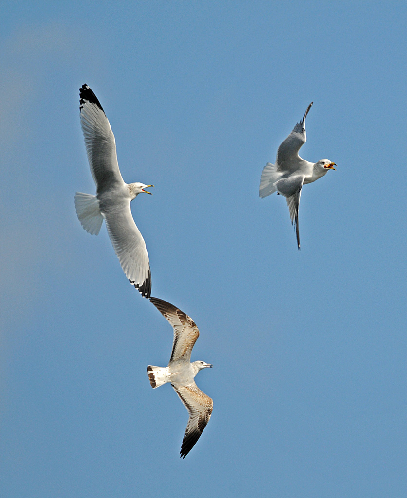 水鸟飞翔 - 水鸟版 鸟网