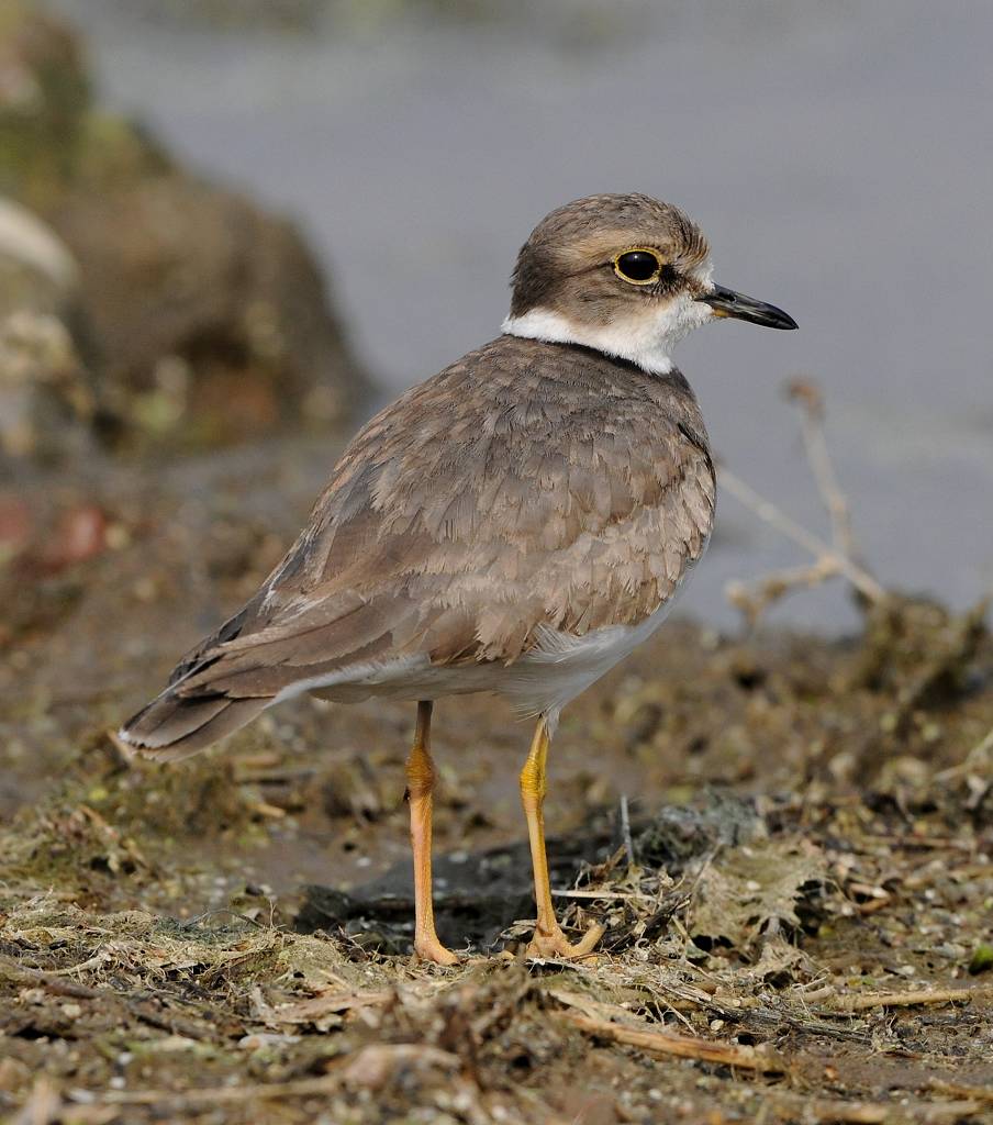 论坛 69 主题区 69 野生鸟类 69 长嘴剑鸻