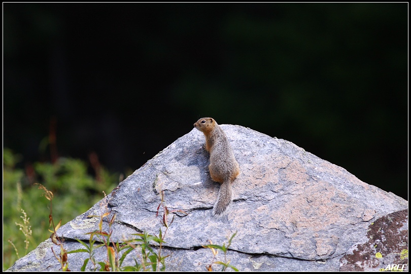 搂草打兔子我爱动物