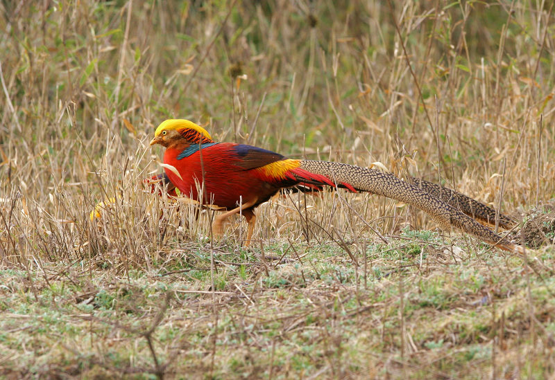箱角的红腹锦鸡