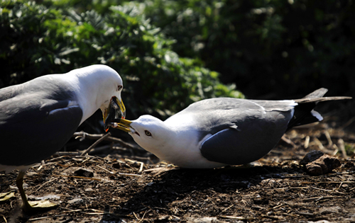一组令我感动的一对恩爱海鸥反哺图全过程
