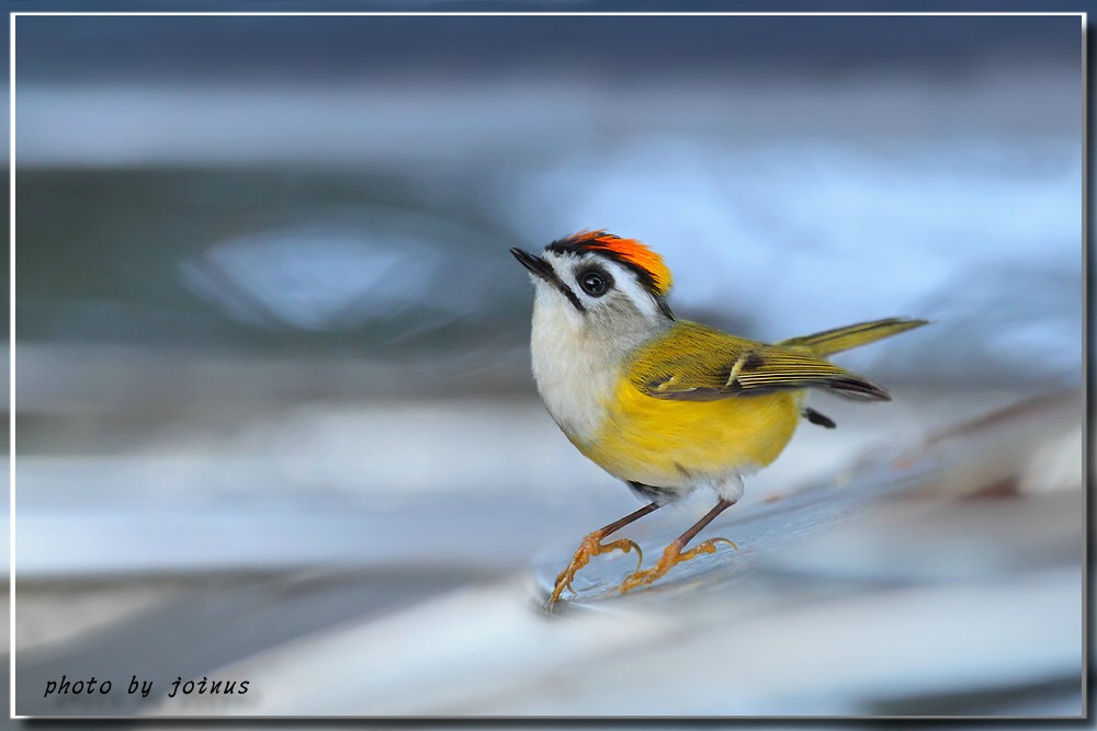 火冠戴菊阿里山山上的火冠戴菊