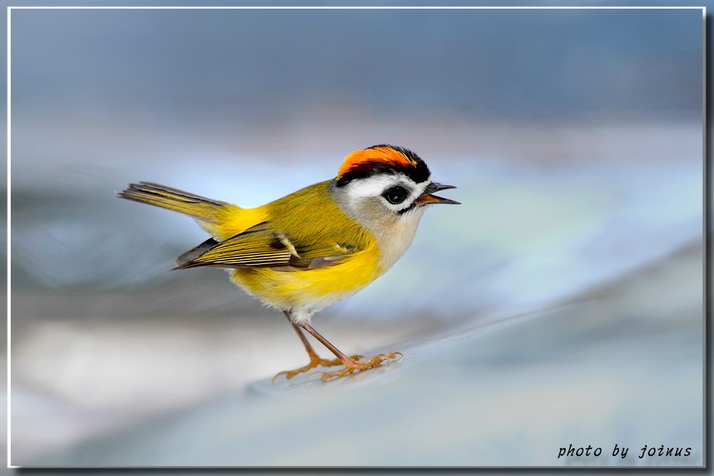 火冠戴菊阿里山山上的火冠戴菊