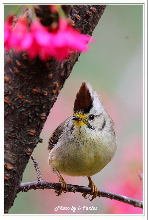 火冠戴菊飞羽小品