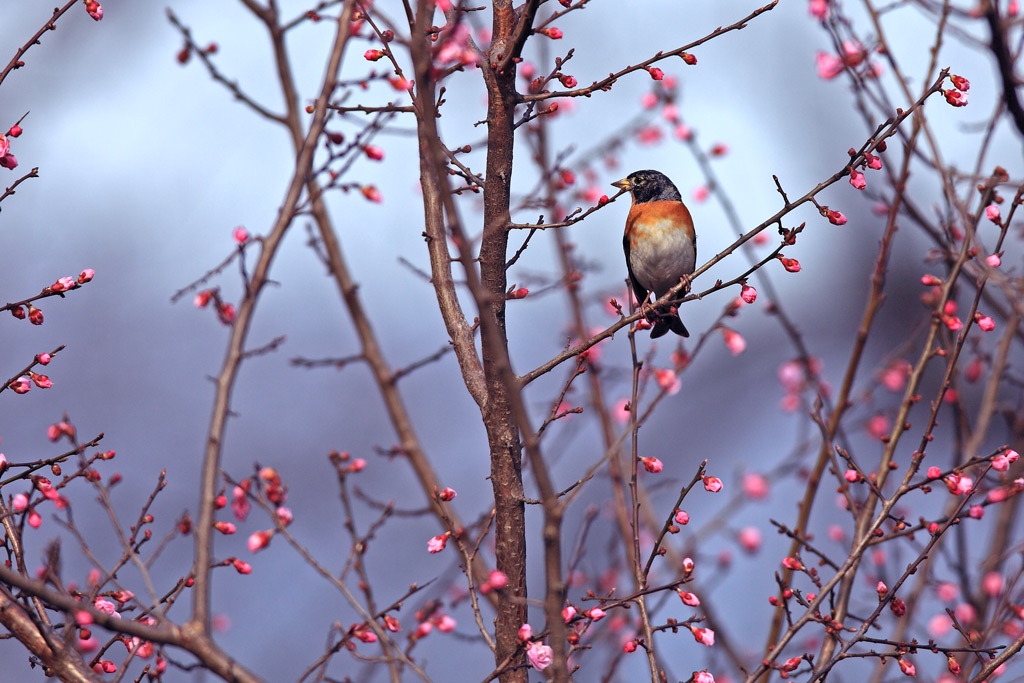 春天到了花鸟美图