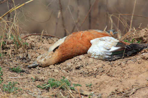 陕西眉县有人毒杀野鸭,大型涉禽类鸟