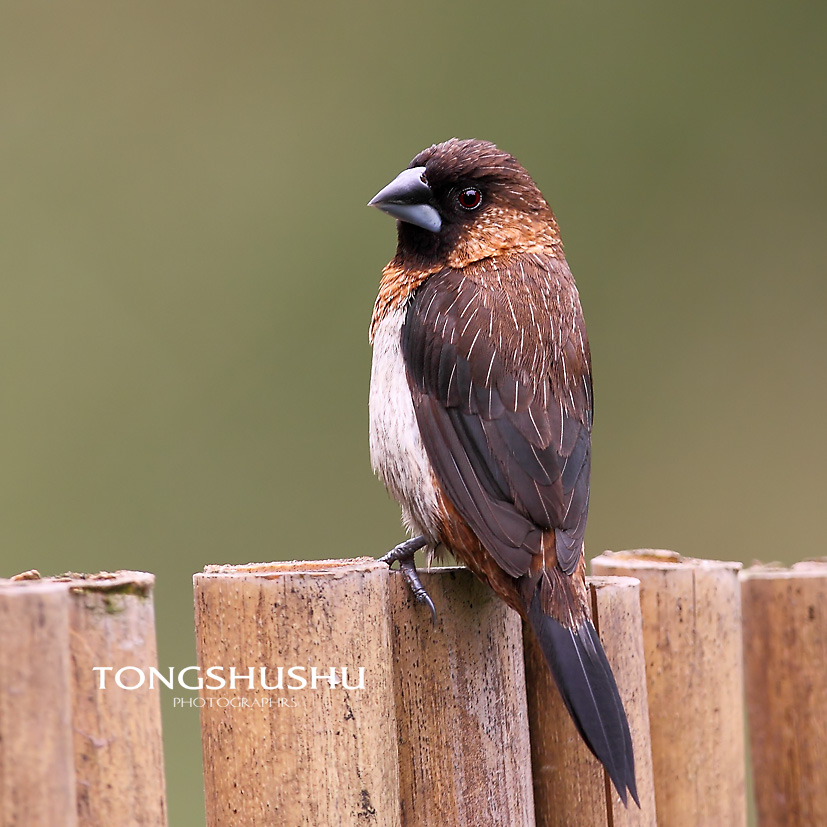 重庆常见鸟十种