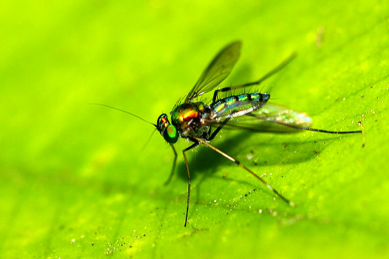 中华食虫蠓幼虫