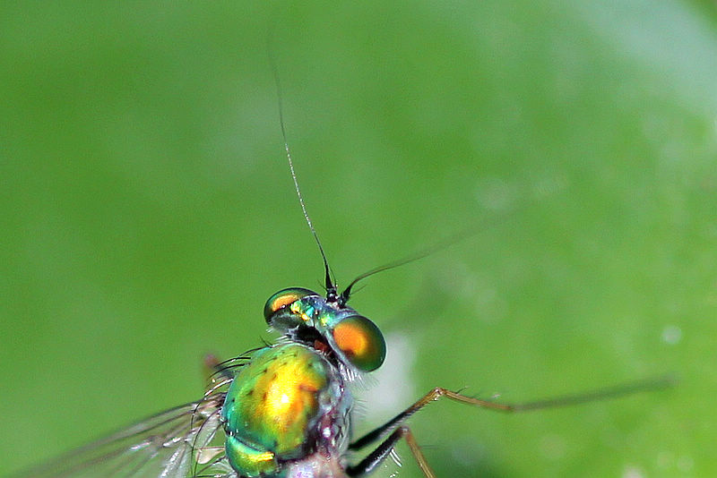 中华食虫蠓幼虫