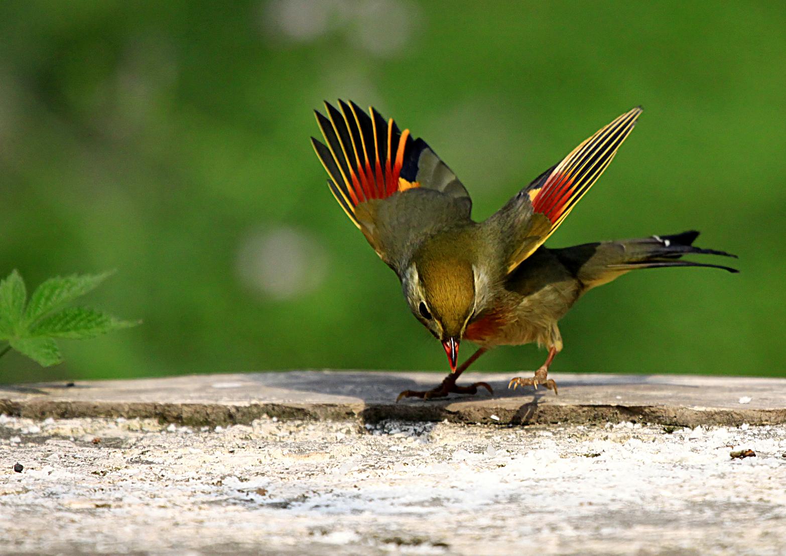 紅嘴相思鳥